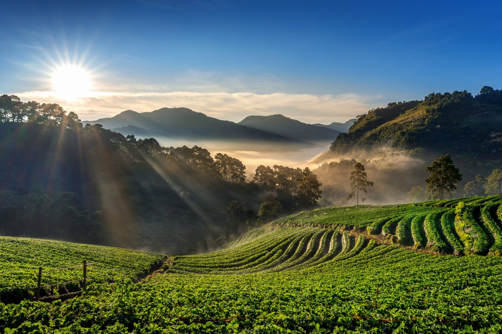 Beautiful strawberry garden and sunrise on Doi Ang Khang , Chian